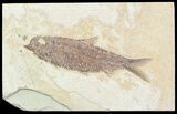 Detailed, Knightia Fossil Fish - Wyoming #57110-1